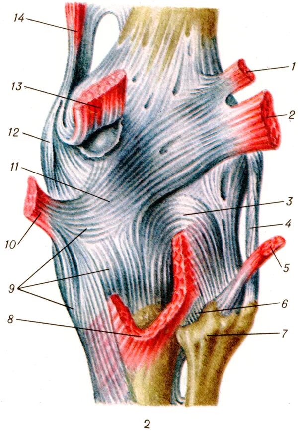 Связки тела. Сухожилия коленного сустава анатомия. Мышцы коленного сустава анатомия. Коленные связки и сухожилия анатомия. Мышцы и связки коленного сустава анатомия.