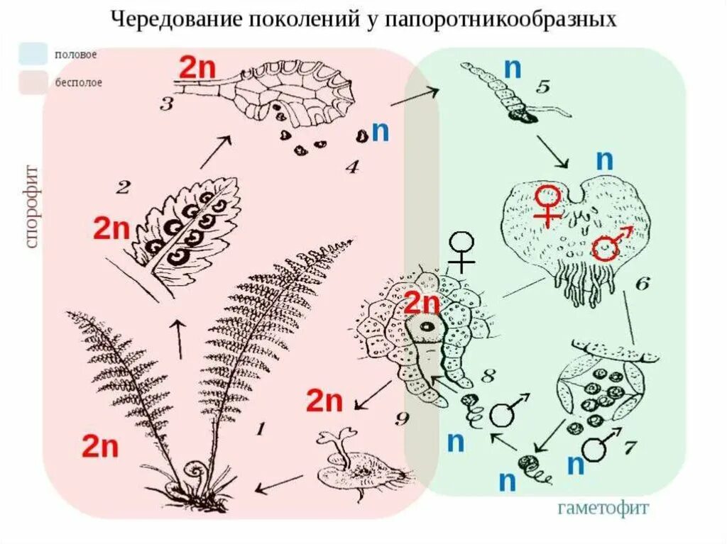 Гаметофит имеет набор хромосом. Чередование поколений у папоротникообразных. Жизненный цикл растений чередование поколений. Размножение папоротников с набором хромосом. Жизненные циклы споровых растений чередование поколений.