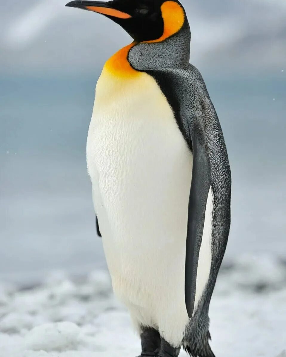 Penguin bird