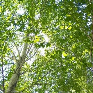Солнце высоко под зеленой развесистой березой