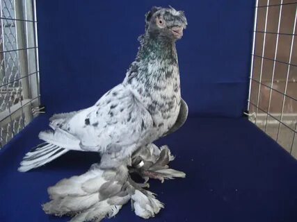 Каптар