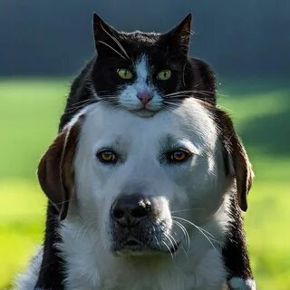 Кот дышит как собака