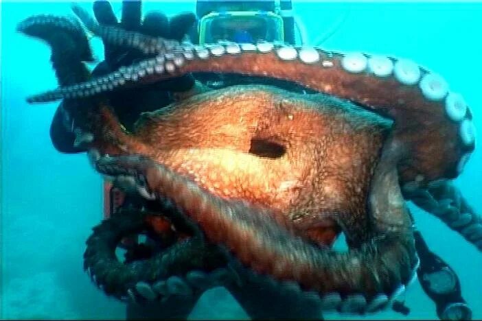 Осьминог Дофлейна гигантский. Самый большой Спрут в мире. Вес самого большого осьминога в мире. Гигантский осьминог 5. Спрут 8 букв