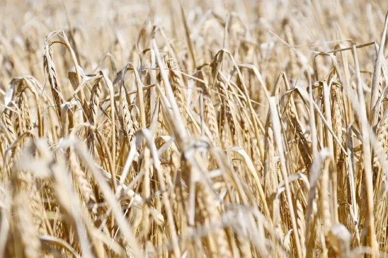 хлебный колос. зерно солодового запаха. пшеница запах. колосья пшеницы. фон для презентации хлеб.