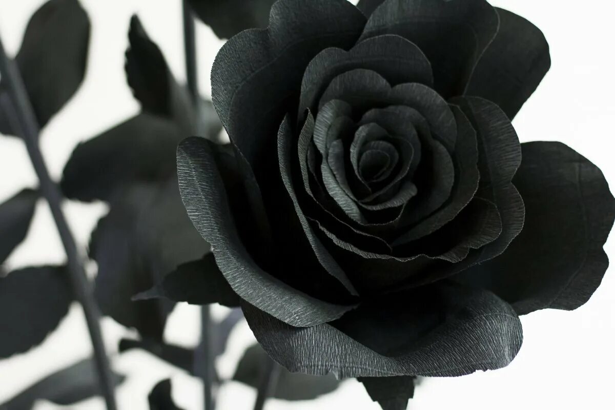 Черные любой. Черная роза венерология. Очень красивый черный цветок. Черная роза картинки. Белая роза на черном фоне.