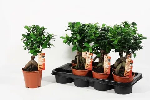 Фикус выращивание