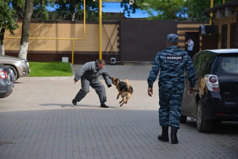 Конвоирование. Полк охраны и конвоирования. Кинолог на охране конвой. Охрана порядка и конвоирование кинолог. Охрана кинологами