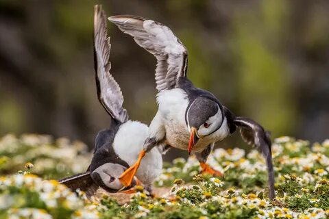 British wildlife photography awards 2024