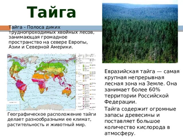 Географическое положение тайги 8 класс. Леса России Тайга на карте. Географическое положение тайги. Тайга природная зона. Расположение зоны тайги.