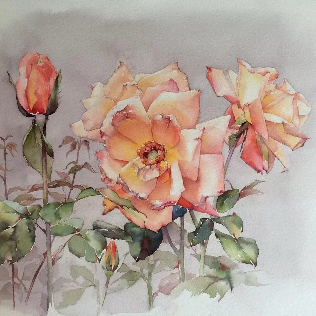 Акварельные розы. Olena Duchene художник акварель.