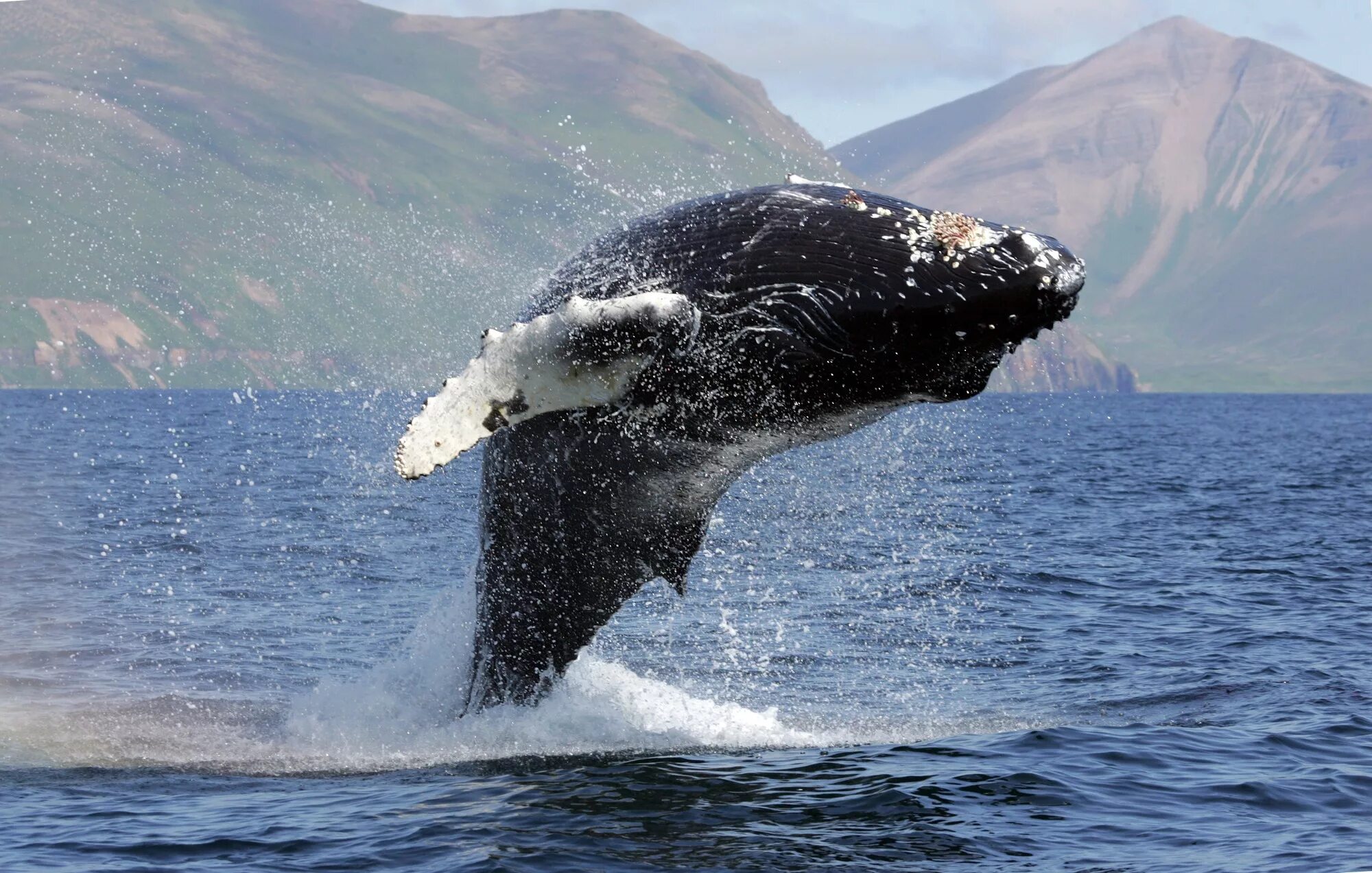 Фото переводчик кита. Горбатый кит. Горбатый кит спинной плавник. Кит Горбач. Кит фото.