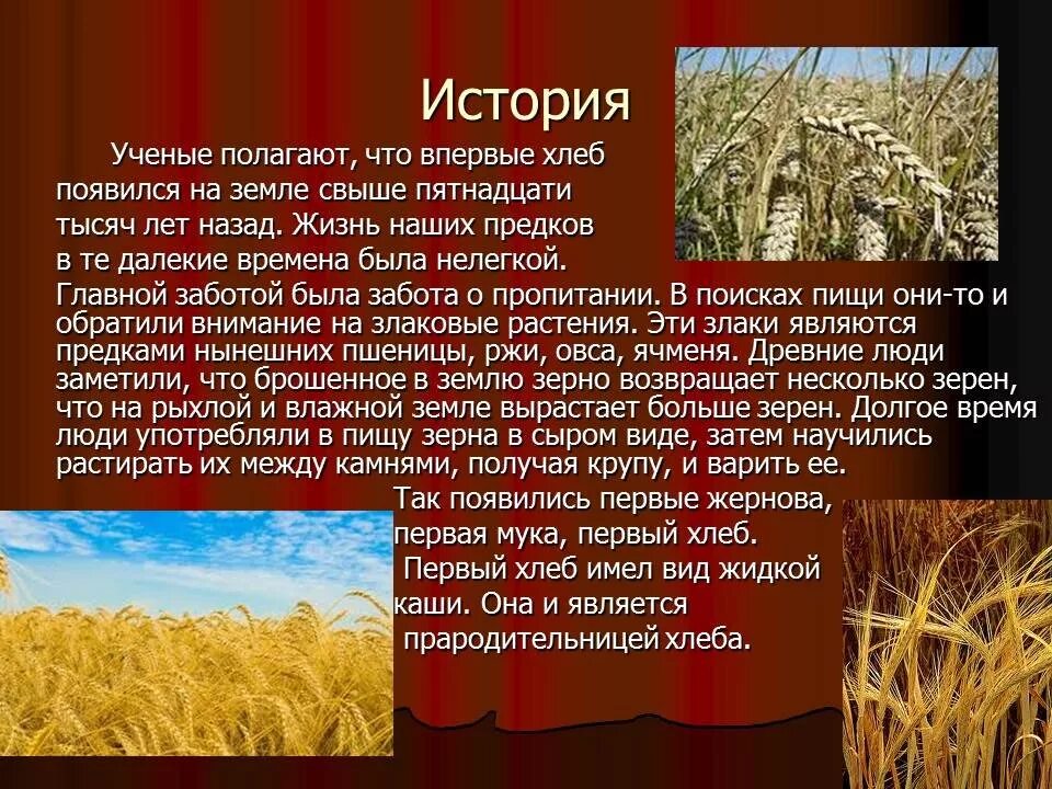 Доклад про хлеб. Сообщение о пшенице. Пшеница для презентации. Рассказ о хлебе.