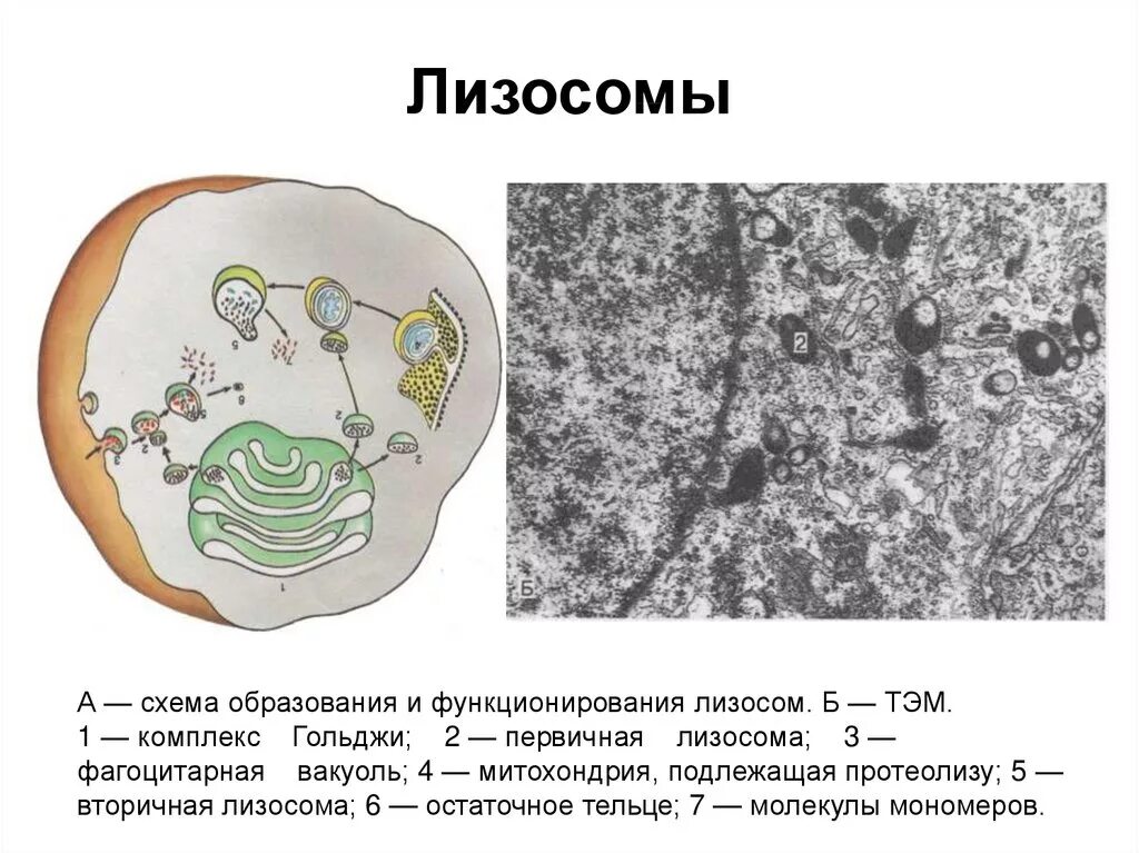 Строение растительной клетки лизосомы. Структура лизосомы клетки. Лизосомы рисунок. Лизосомы строение и функции рисунок. Рисунок лизосом клетки