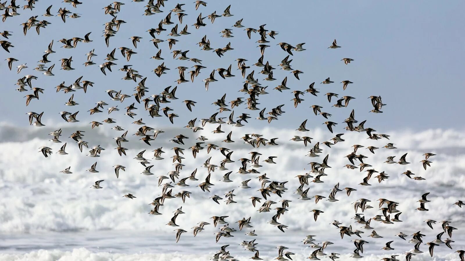 Оседлые кочующие и перелетные птицы. Миграция птиц ответы. Мигрирующие птицы. Миграция птиц 0,. Птицы улетают.