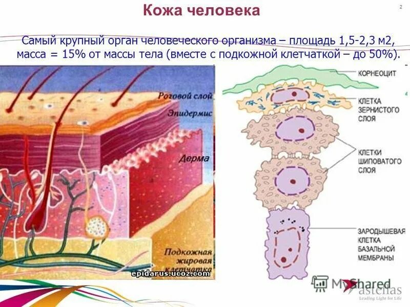 Как изменится толщина эпидермиса на солнце