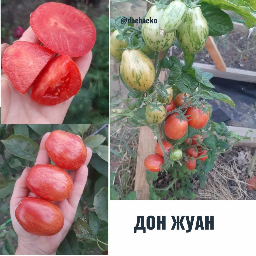 Томат Дон Жуан: Семена и Фотографии Зеленый рай Фотогалерея природы на dia-logik