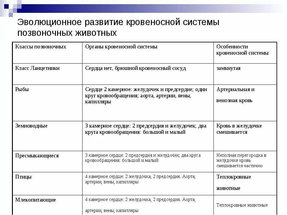 Сравнение сердца птиц и млекопитающих. Развитие кровеносной системы у позвоночных таблица. Эволюция кровеносной системы таблица 7 класс биология. Биология 9 класс таблица Эволюция кровеносной системы:. Эволюция кровеносной системы у животных таблица 7 класс.