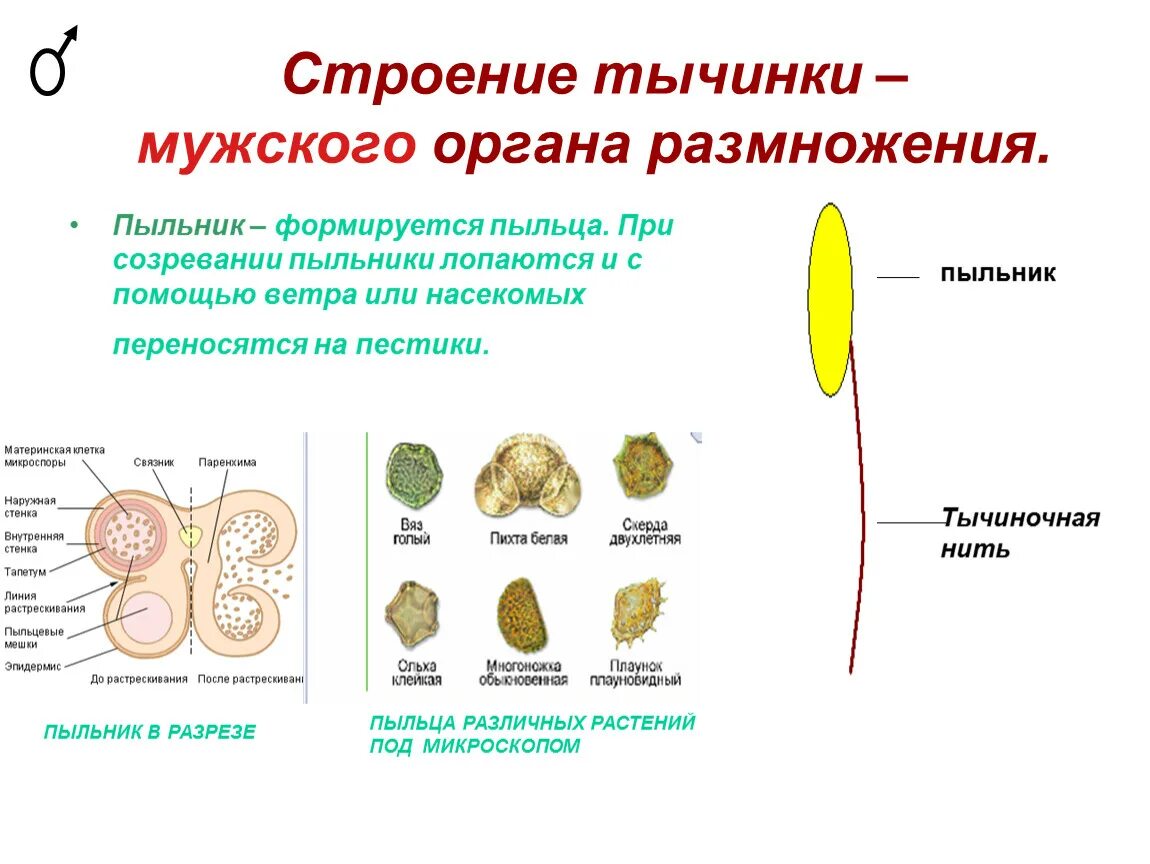 Созревание пыльцы. Строение тычинки пыльника и пыльцы. Строение тычинки. Строение тычинки и пыльцы. Строение пыльника тычинки.