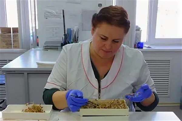 Фгбу нрц россельхознадзора г нижний новгород. Инженер по качеству лаборатория. Лаборатория россельхознадзор рыба. Свердловский референтный центр россельхознадзора сайт. Нижегородский референтный центр россельхознадзора.