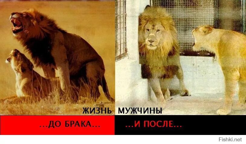 До и после свадьбы. Жизнь после свадьбы. Жених опаздывает на свадьбу. Комикс до и после свадьбы. До замужества и после приколы.