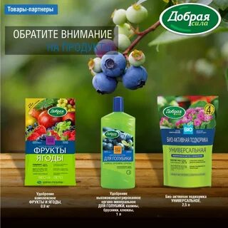 Чем подкормить голубику летом
