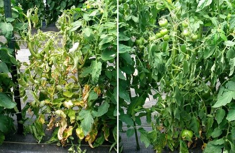 Почему вянет куст