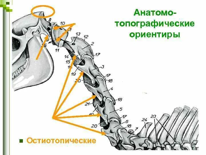 Область шеи животных. Область шеи животных
