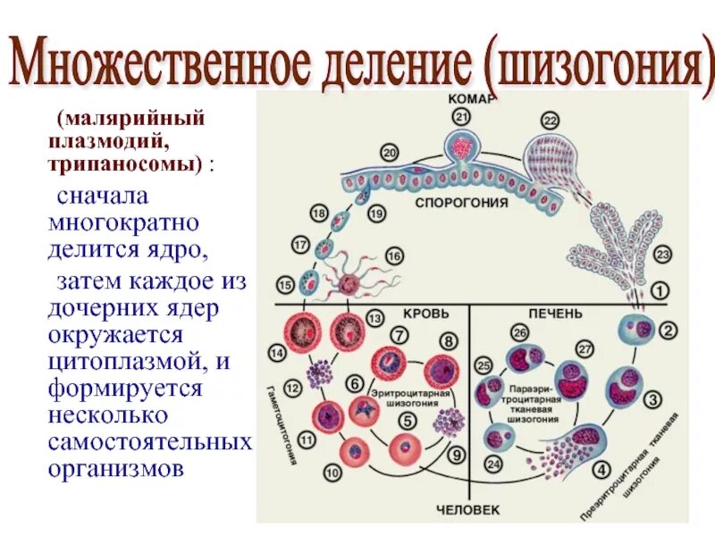 Молярийныйплахмодий размножение. Малярийный плазмодий размножается бесполым. Малярийный плазмодий размножается бесполым. Цикл развития плазмодия в организме комара. Малярийный плазмодий размножается бесполым.