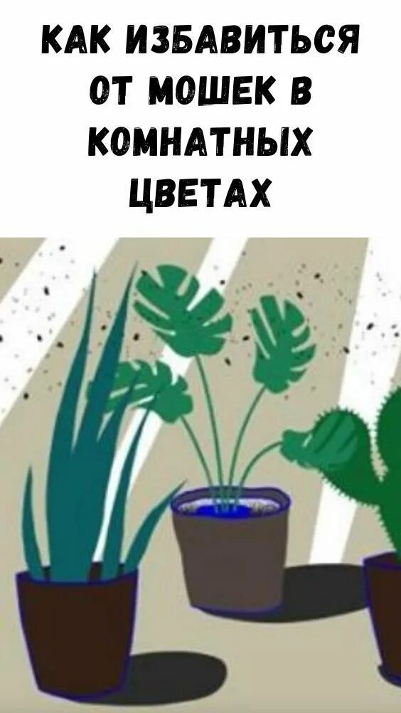 Как эффективно вывести мошек. От мошек в комнатных цветах. как избавиться от мошек в цветах комнатных растений. от мошек в горшках. как убрать мошек из цветов в горшках.