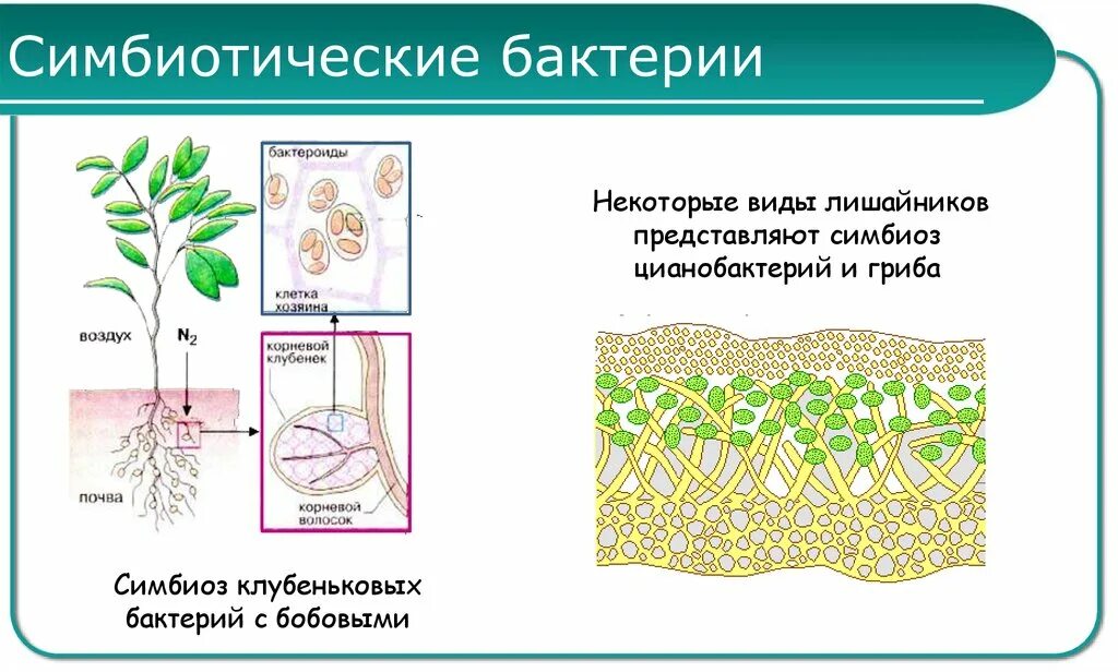 Пример симбиоза бактерий. Симбиотические бактерии. Клубеньковые бактерии симбионты. Клубеньковые бактерии симбиоз. Симбиоз бактерий и растений.