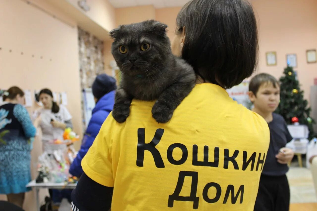 Кот волонтер. Кошачий волонтер. Волонтерство кошки. Волонтеры в кошачьих приютах. Волонтёры в приюте для кошек.