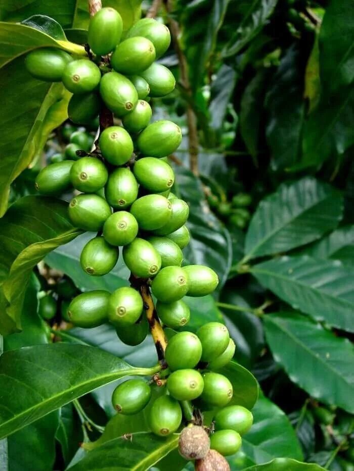 Сосед кофейного дерева. Coffea Arabica цветок. Кофейное дерево (Coffea). Дерево кофе Арабика. Куст кофе Арабика.