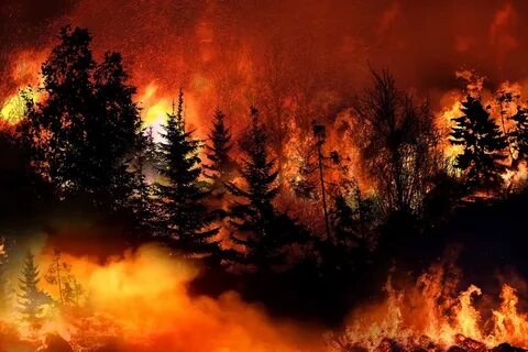 Wild fire