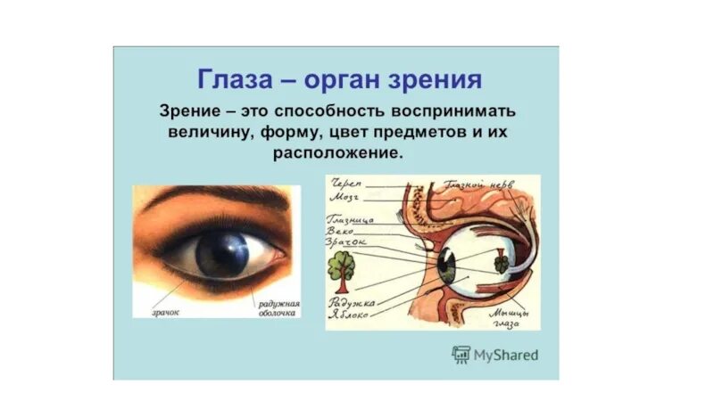 Органы чувств глаза 9 класс. Органы чувств глаза. Глаз как орган чувств. Орган чувств глаза для детей.