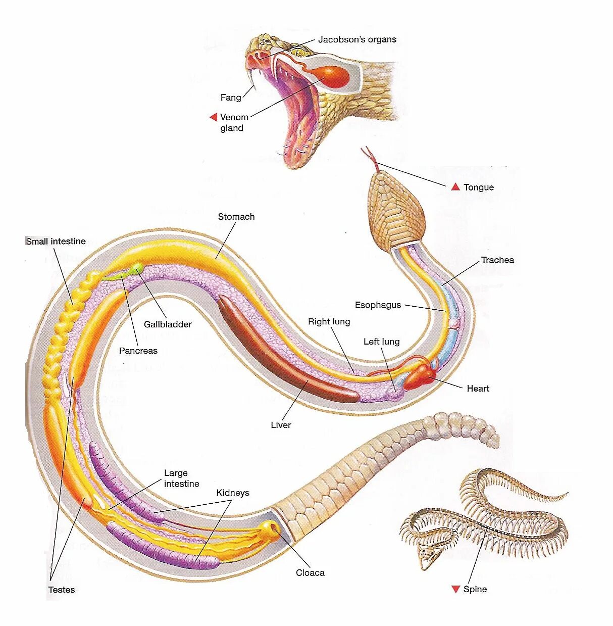 Пищеварительная система змеи схема. Внешнее и внутреннее строение змеи. Змея внутреннее строение. Пресмыкающиеся внутреннее строение змеи.