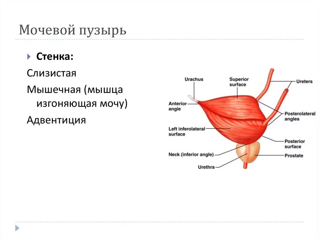 Область мочевого пузыря у мужчин. Наружное строение мочевого пузыря анатомия. Строение стенки мочевого пузыря. Строение мышц мочевого пузыря. Послойное строение мочевого пузыря.