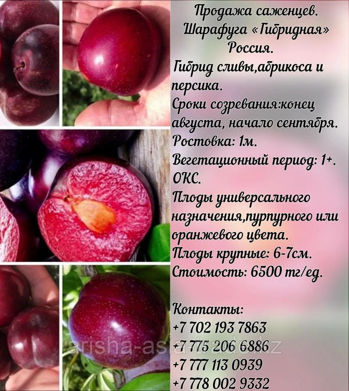 Шарафуга описание опылители сорта