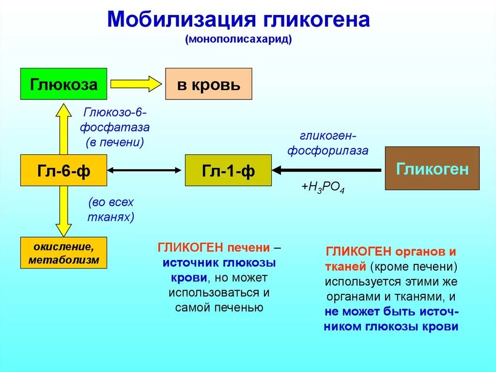 Мобилизация гликогена в печени. Схема мобилизации гликогена в мышцах. Синтез и мобилизация гликогена в печени. Схема обмена гликогена. Реакция организма на глюкозу