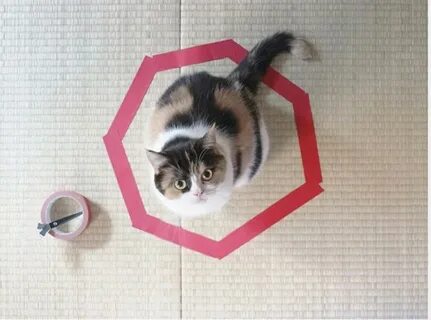Как поймать кота