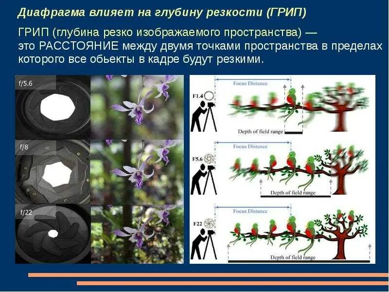 Глубина резко изображаемого пространства. Глубина резкости. грип глубина резкости изображаемого пространства. глубина резкости в фотоаппарате.