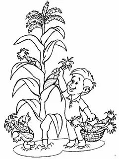 Plant coloring