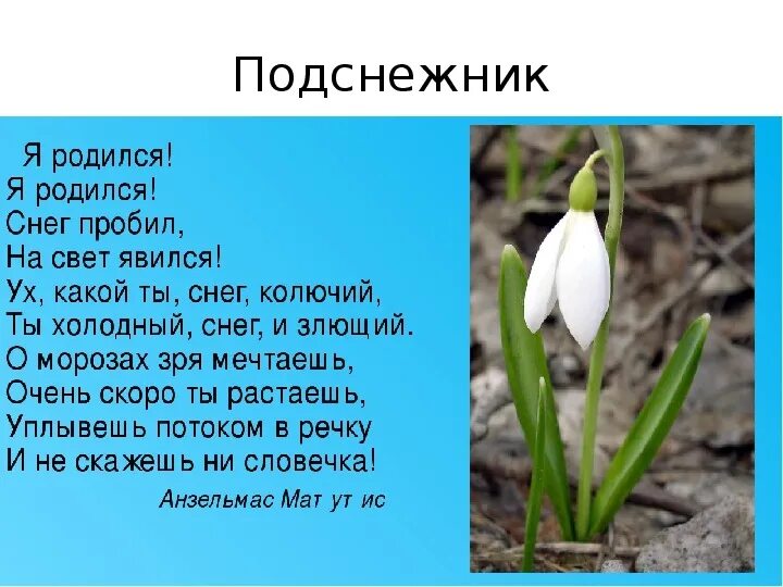 19 апреля какой сегодня праздник. День подснежника. День подснежника презентация. Стих про Подснежник. Подснежник 19 апреля.