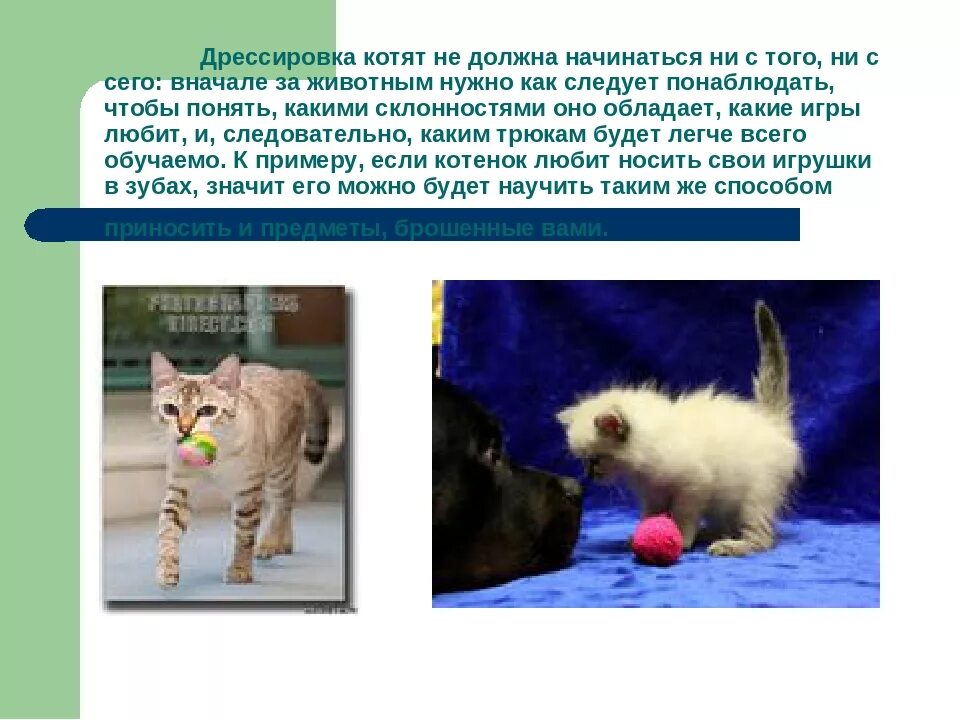 Как дрессировать кошку. Как дрессировать котенка. как можно дрессировать кошку. дрессировка кота в домашних условиях для начинающих. команда котят.