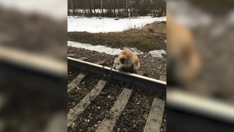 Не заметила поезд. Собаку привязали к рельсам. Подростки привязали собаку к рельсам. В Твери собаку привязали к рельсам.