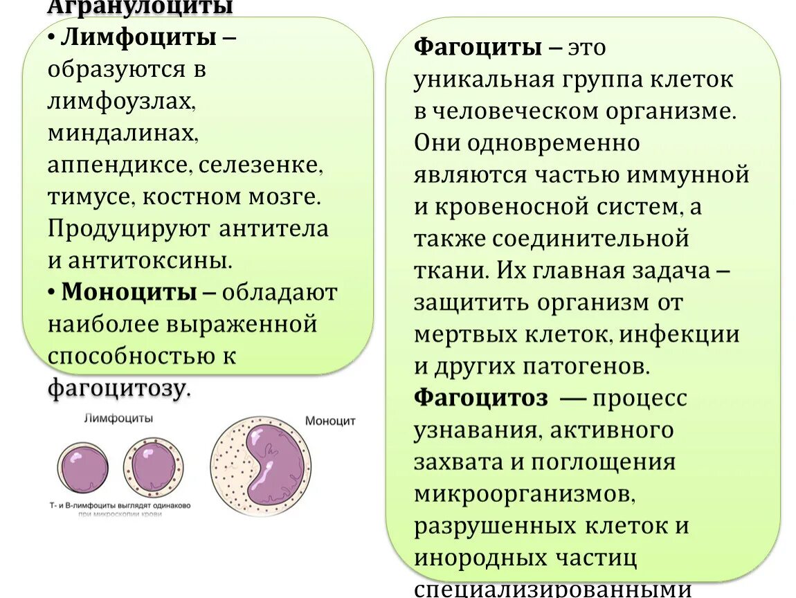 Агранулоциты лимфоциты моноциты. Агранулоциты лимфоциты гистология. Агранулоциты строение и функции. Агранулоциты а. лимфоциты.