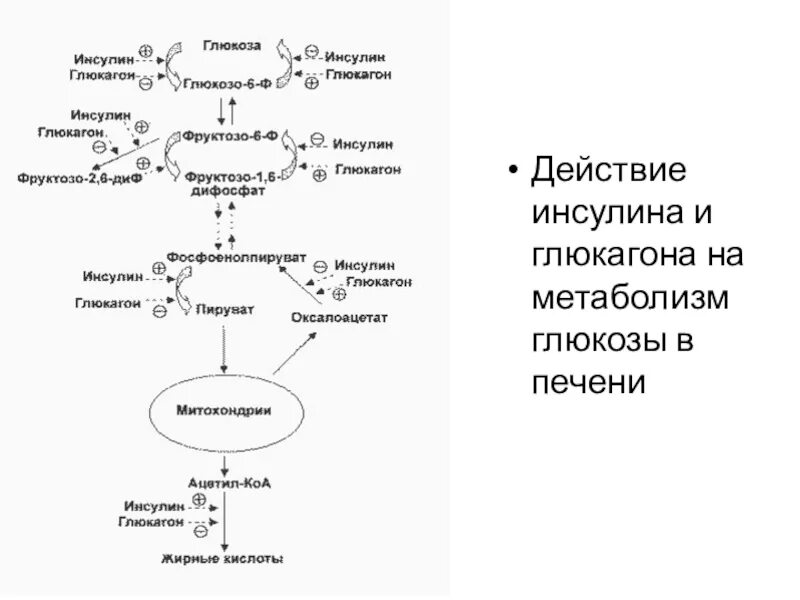 Синтез гликогена стимулирует гормон. Схема действия инсулина и глюкагона. Схема механизма действия инсулина и глюкагона. Механизм действия глюкагона схема. Метаболизм Глюкозы биохимия.