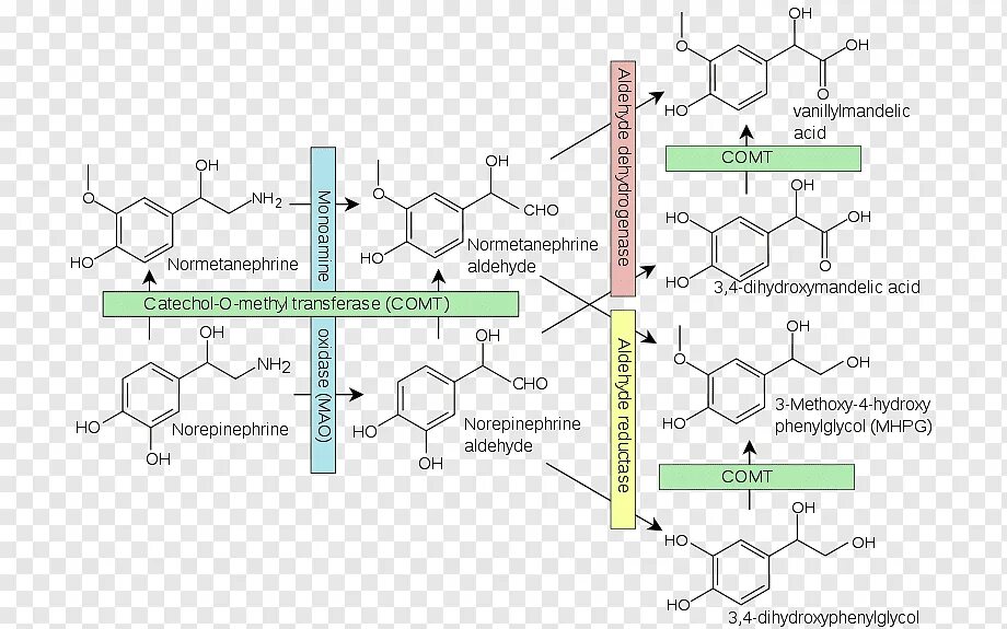 Фермент адреналина. Метаболизм катехоламинов схема. Реакция норадреналина биохимия. Схема синтеза катехоламинов. Распад катехоламинов биохимия.
