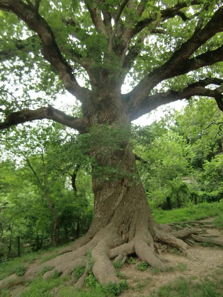 дуб долгожитель дубовое белгород. тополь на площади павших борцов волгоград. памятники дубы. памятник природы дуб черешчатый брянск. памятники дубы.