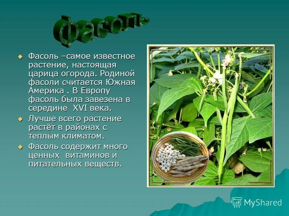 Лотос орехоносный nelumbo nucifera. Родина подсолнечника. Культурное растение из дальних стран. Культурные растения пришедшие в россию из дальних. Лотос комарова орехоносный.