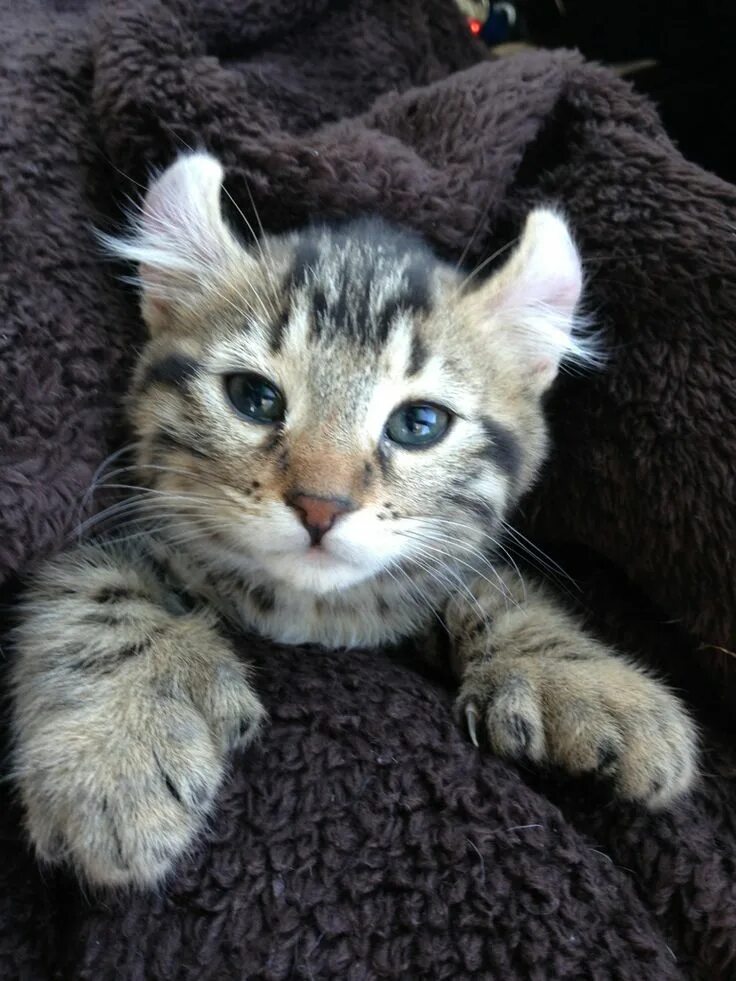 Pin by Emma Viridian on Animals Cute cats and kittens, Gorgeous cats, Cats